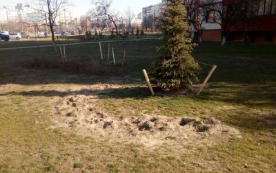 В сквере Киева украли сотни кустов можжевельника и сосны - «Украина»