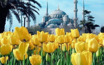 В Стамбул привезли 13 млн тюльпанов на фестиваль - (видео)