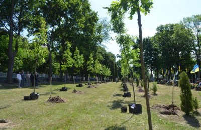 Под Житомиром неизвестные похитили посаженные деревья с «аллеи героев АТО» - «Новороссия»