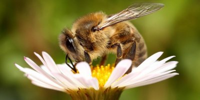 Погранпереход из России в Эстонию оккупировали пчелы
