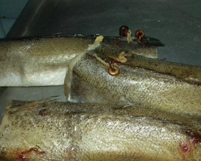 В Черновцах фирма-поставщик доставляла в детские сады зараженную рыбу - «Новороссия»