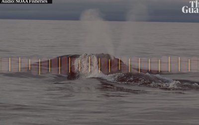 Пение редчайшего японского кита записали впервые - (видео)