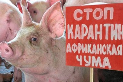 Под Артемовском зафиксирована вспышка африканской чумы свиней - «Новороссия»