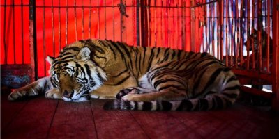 Российским дрессировщикам цирка запретят мучить животных