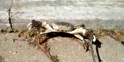 В Клязьминском водохранилище поймали краба и сняли его на видео