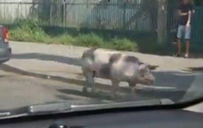 В Виннице свинья сбежала из прицепа авто посреди дороги - (видео)