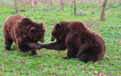 Два медведя в зоопарке подрались за мороженое - (видео)