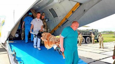 Командование ВСУ доставило во Львов 12 раненных боевиков — трое в тяжелом - «Новороссия»