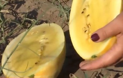 На Херсонщине вырастили арбузы необычного цвета - (видео)