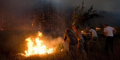 Площадь лесных пожаров в России достигла размеров Крыма