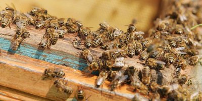 Ущерб от массовой гибели пчел оценили в триллион рублей