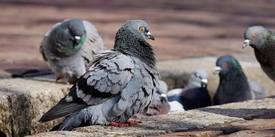 В Магадане ввели штрафы за кормление голубей