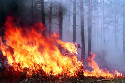 В районе Станицы Луганской загорелся заминированный лес - «Новороссия»