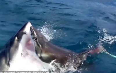 Жесткую схватку акул-людоедов сняли на видео - (видео)