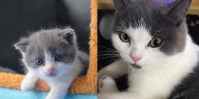 Китайские ученые начнут продавать клонированных котят