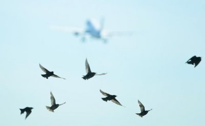 Уже и чайки сбивают самолеты: Безопасность аэродромов в России хуже, чем в Кремле - «Происшествия»