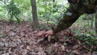 В Донбассе боевики 46-й бригады ВСУ отравились грибами - «Новороссия»