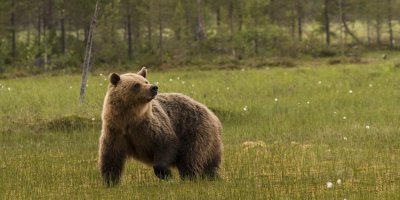 В Хабаровском крае пенсионерка увязла в болоте и сутки отпугивала медведя рычанием