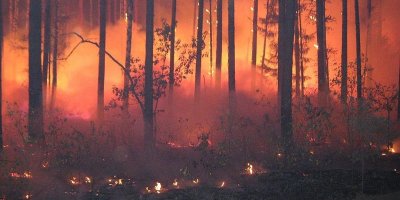 В МЧС указали причины и виновных в распространении лесных пожаров