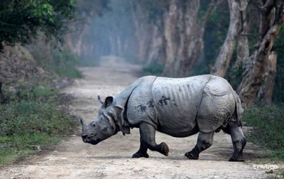 В ЮАР разъяренный носорог напал на туристов - (видео)