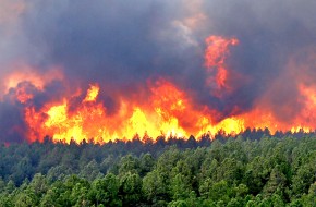 «Китайские поджигатели». Почему горят леса в Сибири - «Новости Дня»