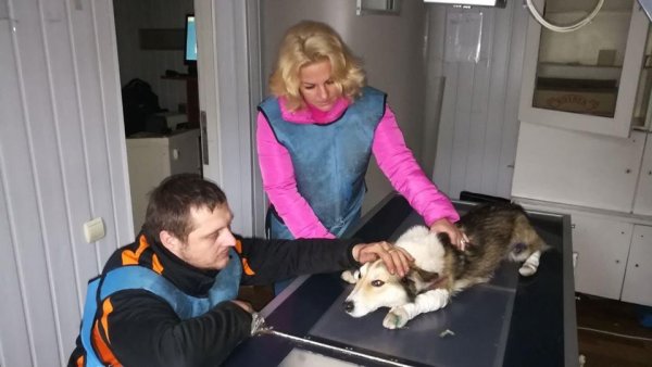 Украинский чиновник несколько километров тащил собаку, привязанную к его автомобилю - «Новороссия»