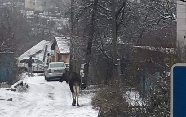 В Киеве по проспекту Науки разгуливал дикий лось - «Украина»