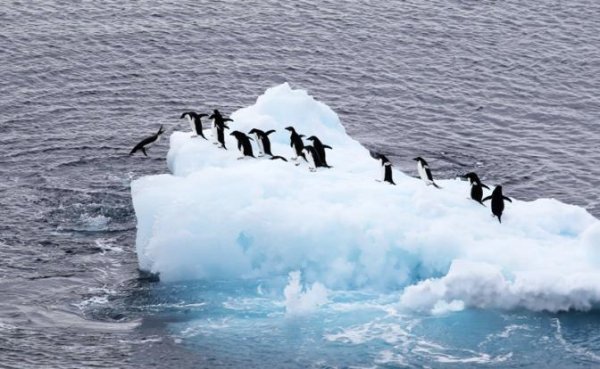 Аномалии погоды-2020: Таяние льдов в Антарктиде грозит России потопом - «Общество»