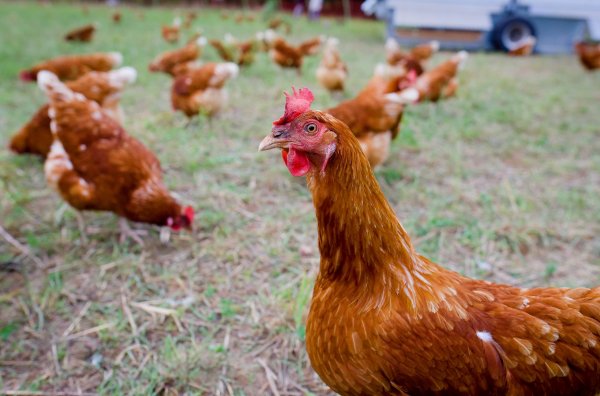 Евросоюз снял запрет на импорт украинской курятины - «Новороссия»