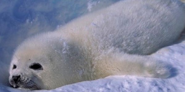 100 тысяч тюленей в Белом море могут погибнуть из-за аномальной жары