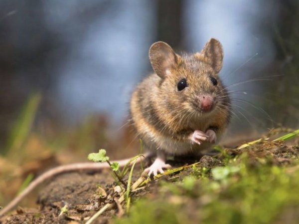«Мыши съели»: Госрезерв Украины списал на грызунов потерю зерна на $30 млн - «Новороссия»