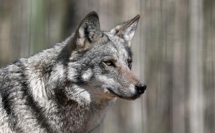 Тамбовщина скоро лишится своего главного символа — волка - «Общество»