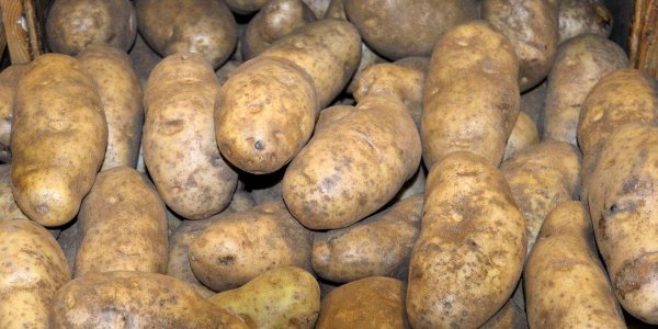 Юрист предупредил о штрафах за выращивание картошки