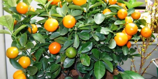 "Молодежка ОНФ" вручила своим подшефным апельсиновые деревья