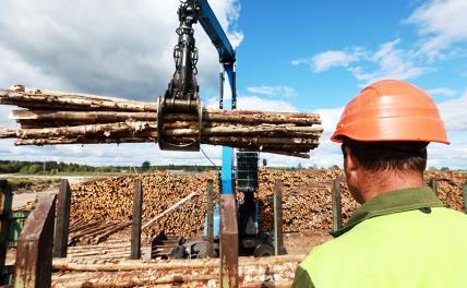 Европа в негодовании: ВТО должна вмешаться и наказать Россию за «фокусы» с древесиной — почему так дорого? - «Экономика»