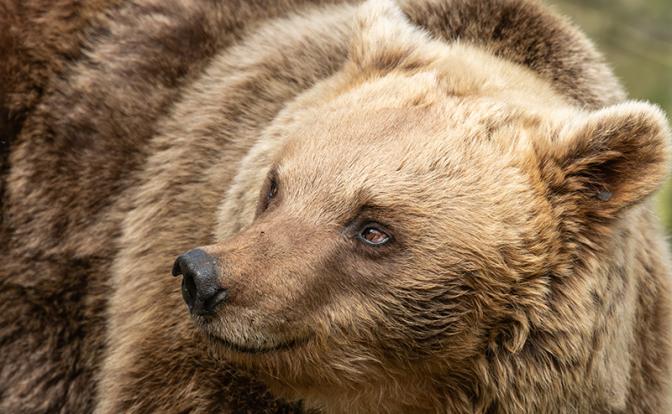 Косолапое нашествие: Медведи уже спокойно заходят даже в закрытые города, «колючка» для них — не преграда - «Общество»