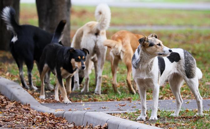 Михаил Делягин: «Собачий закон» открыл путь к «собачьему террору». А кто-то денежки считает - «Общество»