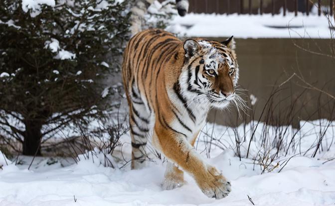 «Президентский статус»: Амурские тигры подведут жителей Приморья под «политическую» статью - «Общество»