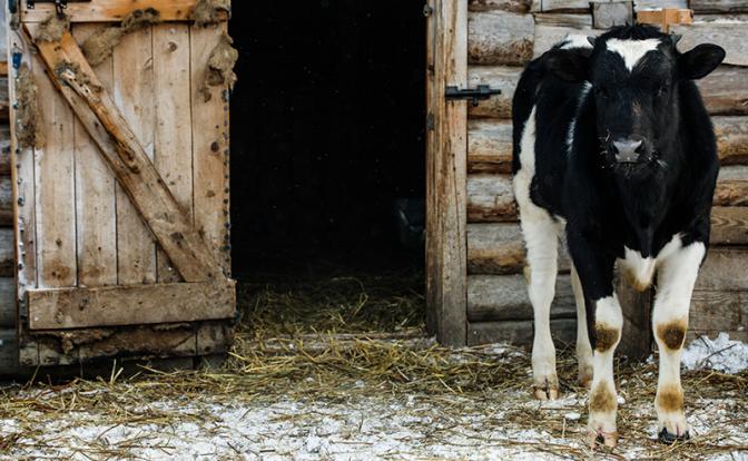 Почем нынче бешенство: причинами массового забоя скота в Сибири должны заняться компетентные органы - «Экономика»