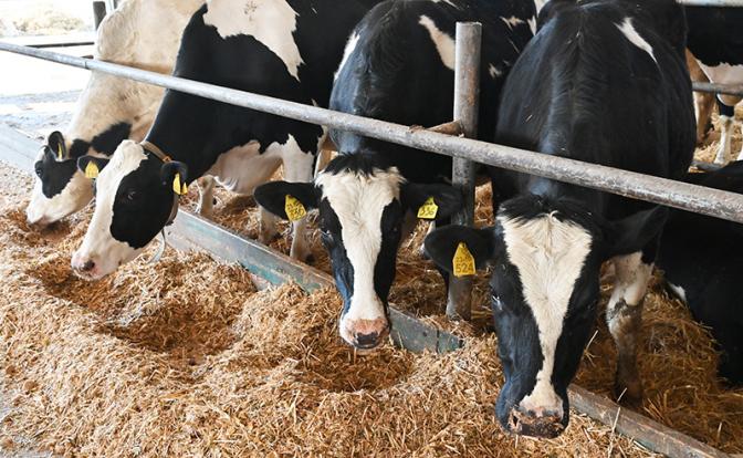 «Пусть нас убивают, сжигают вместе с коровами»: Ящура нет, но скот в Сибири уничтожают - «Общество»